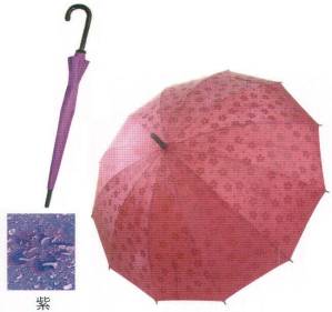 桜が浮き出る傘 紫(24本入)
